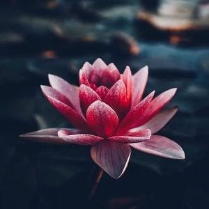 Meet your Posher, Giuliana